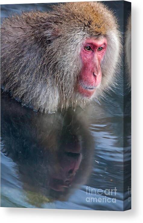 Japanese Macaque Canvas Print featuring the photograph Reverie by Natural Focal Point Photography