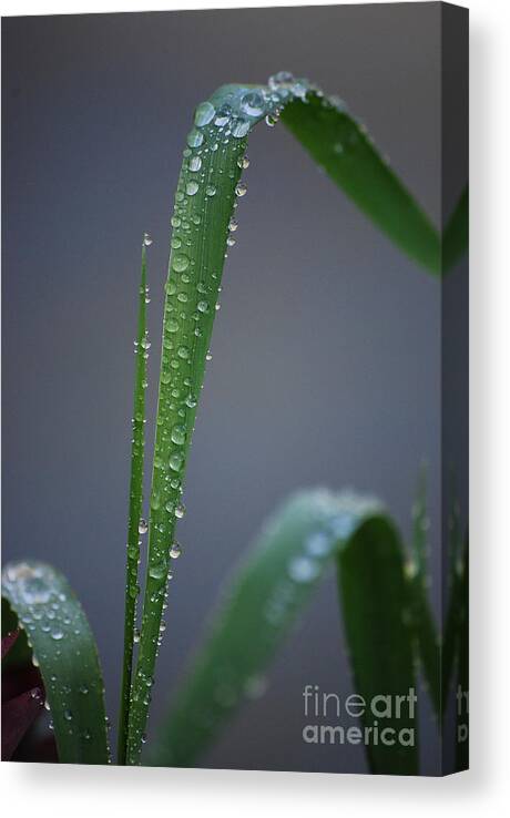 Dew Canvas Print featuring the photograph Refreshed by Sharon Elliott