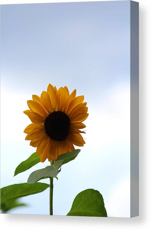 Sunflowers Canvas Print featuring the photograph Rhythm of her Own by The Art Of Marilyn Ridoutt-Greene