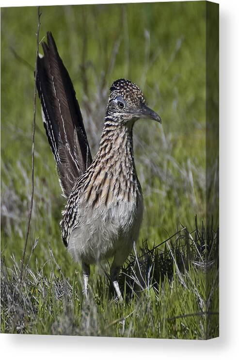 Photography Canvas Print featuring the photograph Roadrunner by Lee Kirchhevel