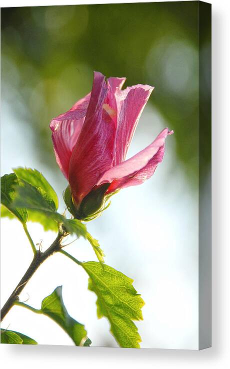 Rose Canvas Print featuring the photograph Rose of Sharon by Susan Moody