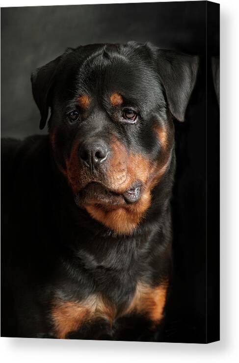Pets Canvas Print featuring the photograph Rotweiler by Silversaltphoto.j.senosiain