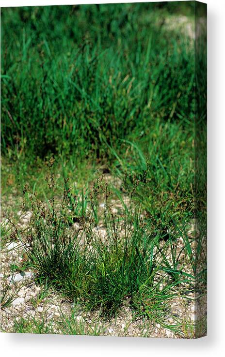 Round-fruited Bush Canvas Print featuring the photograph Round-fruited Rush (juncus Compressus) by Bruno Petriglia/science Photo Library