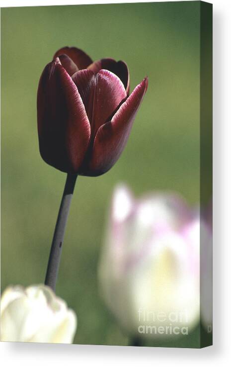 Tulip Canvas Print featuring the photograph Royal Purple by Sharon Elliott