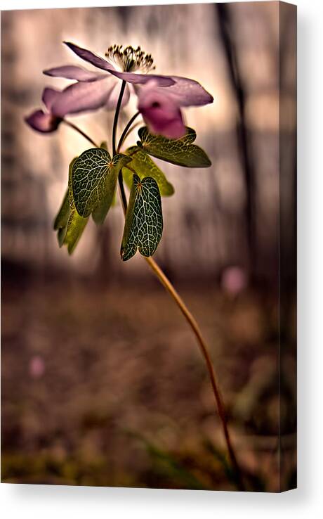 2011 Canvas Print featuring the photograph Rue Anemone by Robert Charity