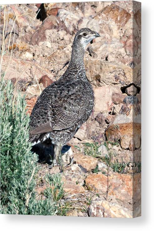 Fine Art Canvas Print featuring the photograph Sage Grouse by Kathleen Bishop