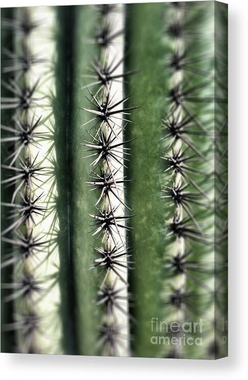 Abstract Canvas Print featuring the photograph Saguaro Catus Needles by Bryan Mullennix
