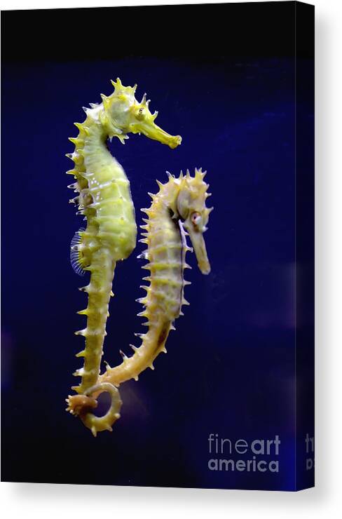 Sea Horse Canvas Print featuring the photograph Sea horse by Boon Mee