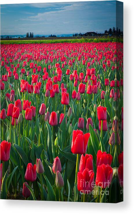 America Canvas Print featuring the photograph Sea of Red Tulips by Inge Johnsson