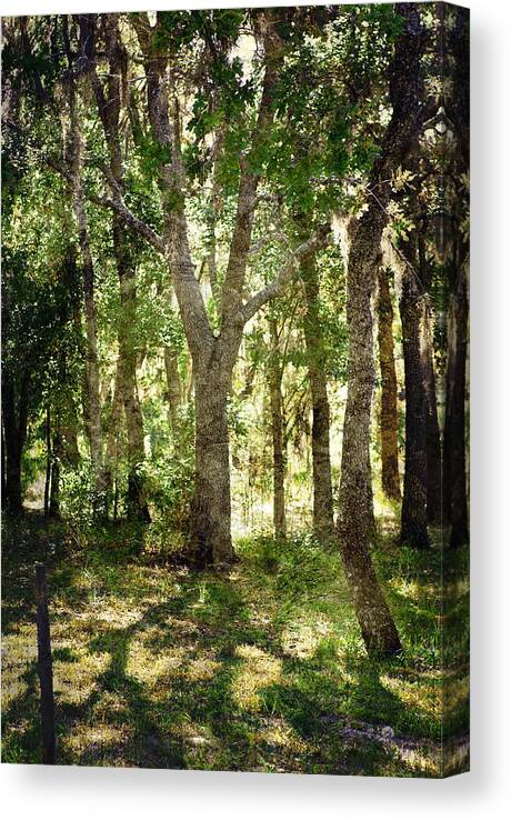 Trees Canvas Print featuring the photograph Shadow Forest by Judy Hall-Folde