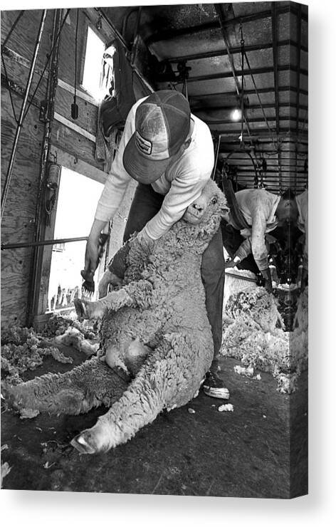 Sheep Canvas Print featuring the photograph Sheep Shearing by Jim Painter