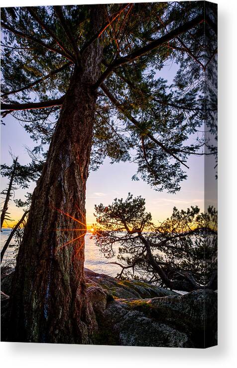 Sunset Canvas Print featuring the photograph Shore Pine Point by Alexis Birkill
