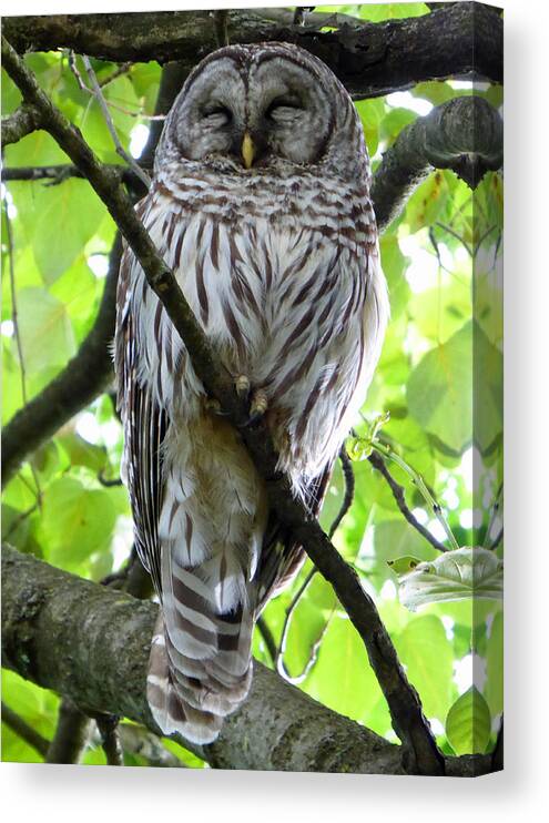Owl Canvas Print featuring the photograph Sleepy Owl by Laurie Tsemak