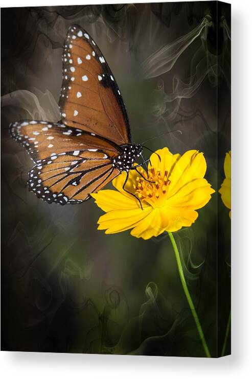 Queen Butterfly Canvas Print featuring the photograph Smoking Beauty Butterfly by Michael Moriarty