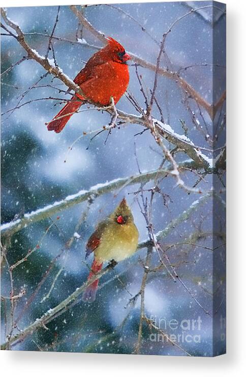 Cardinal Canvas Print featuring the photograph Snowy Cardinal Pair by Clare VanderVeen