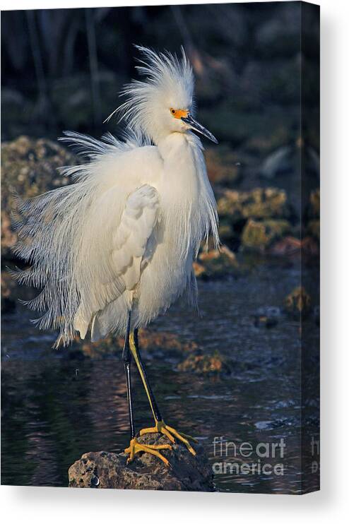 Egret Canvas Print featuring the photograph Snowy Egret Show Off by Larry Nieland