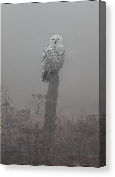 Snowy Owl Canvas Print featuring the photograph Snowy Owl in the Mist by Daniel Behm