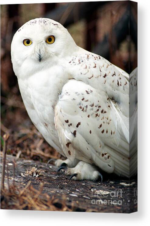 Snowy Owl Canvas Print featuring the photograph Snowy Owl by Terry Elniski