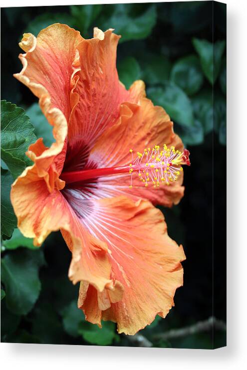 Floral Canvas Print featuring the photograph Soft Orange Hubiscus by Mary Haber