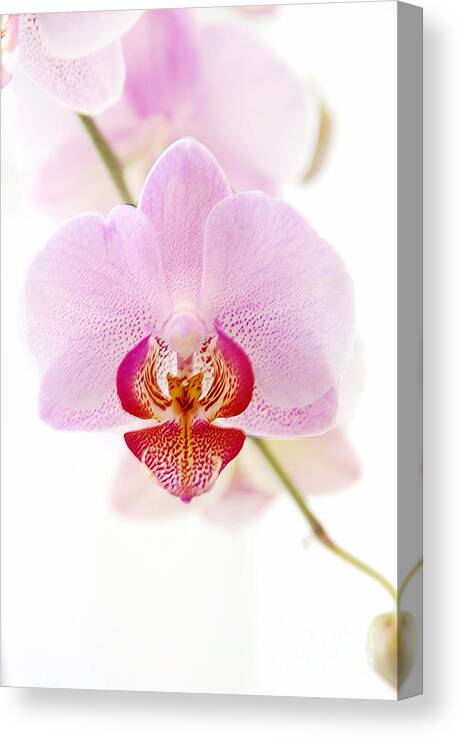 Asia Canvas Print featuring the photograph Soft Orchid by Hannes Cmarits
