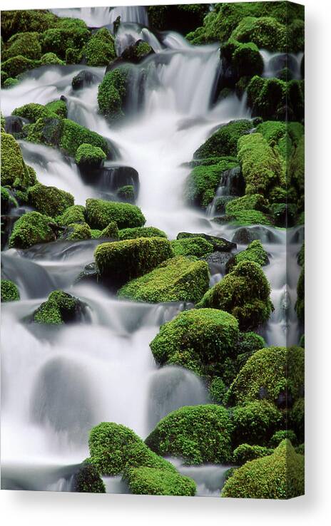 Sol Duc Canvas Print featuring the photograph Sol Duc Stream by Ginny Barklow