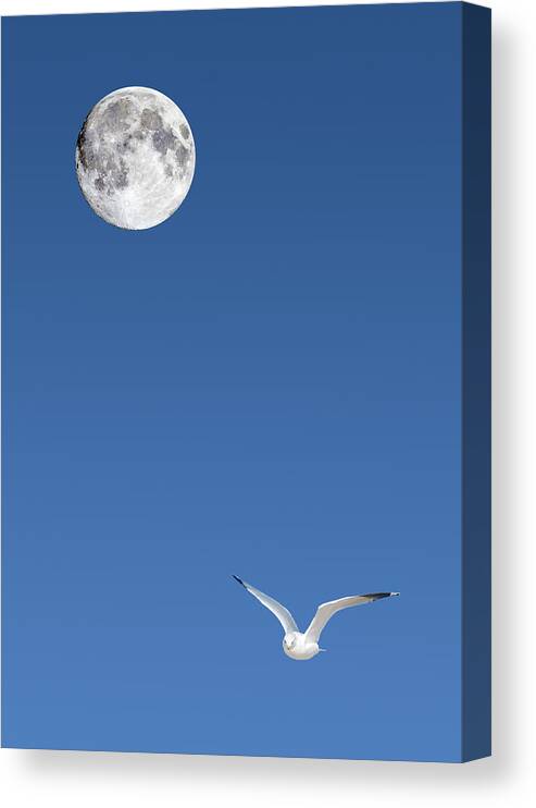 Solitude Canvas Print featuring the photograph Solitude by Michael Peychich
