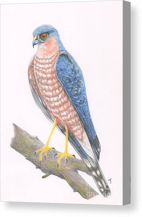 Sparrowhawk Canvas Print featuring the drawing Sparrowhawk by Yvonne Johnstone