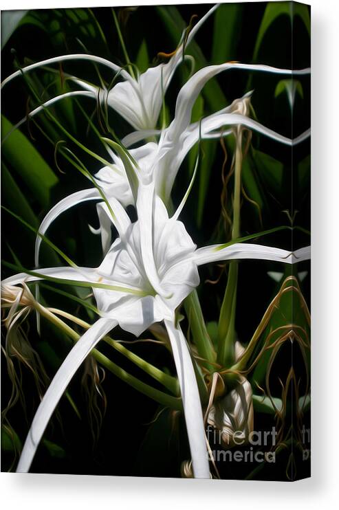 Photography Canvas Print featuring the photograph Spider Lily by Kaye Menner