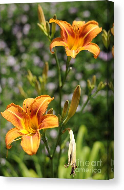 Lilly Canvas Print featuring the photograph Spirit of Summer by Luke Moore