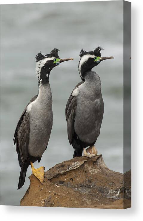 530838 Canvas Print featuring the photograph Spotted Shags At Shag Point Otago New by Colin Monteath