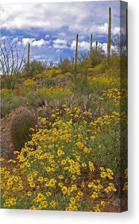 Spring Canvas Print featuring the photograph Spring in the Desert by Will Wagner