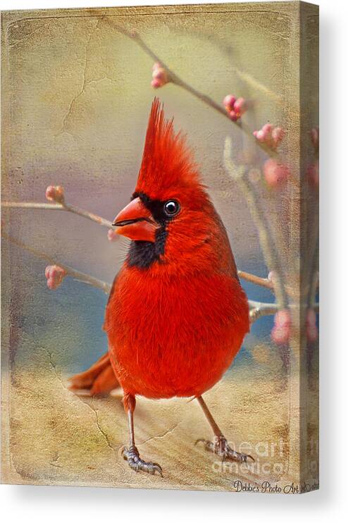 Bird Canvas Print featuring the photograph Spring Male Norther Cardinal by Debbie Portwood