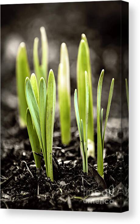 Spring Canvas Print featuring the photograph Spring shoots by Elena Elisseeva