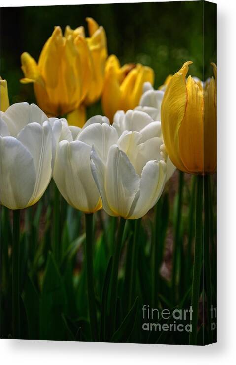 Spring Canvas Print featuring the photograph Spring Tulips by Debra Fedchin