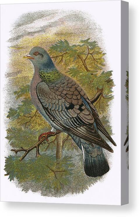 British Birds Canvas Print featuring the photograph Stock Dove by English School