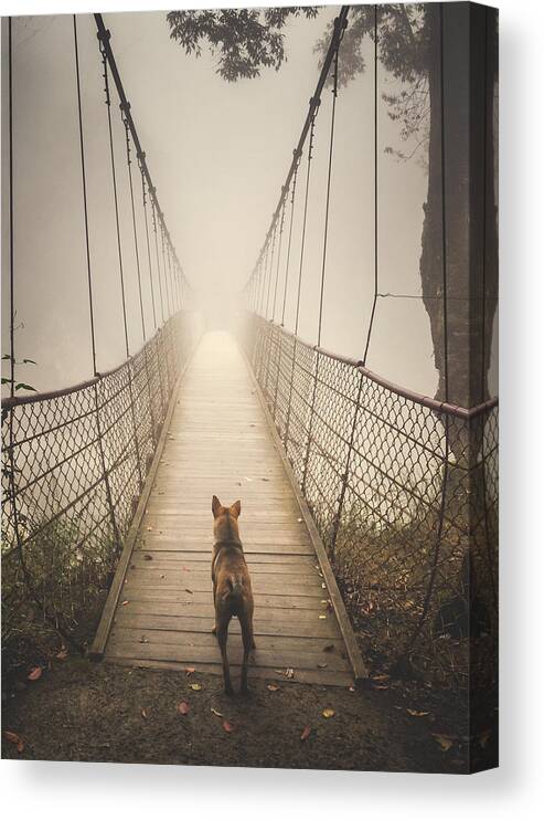 Stray Dog Canvas Print featuring the photograph Stray Dog by Shuwen Wu
