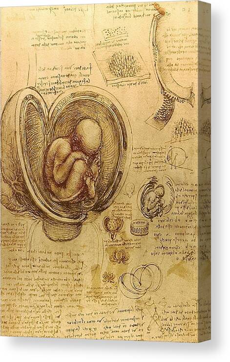 1513 Canvas Print featuring the painting Studies of the foetus in the womb by Leonardo da Vinci