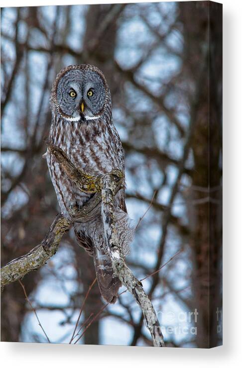 Owls Canvas Print featuring the photograph Stunning by Cheryl Baxter
