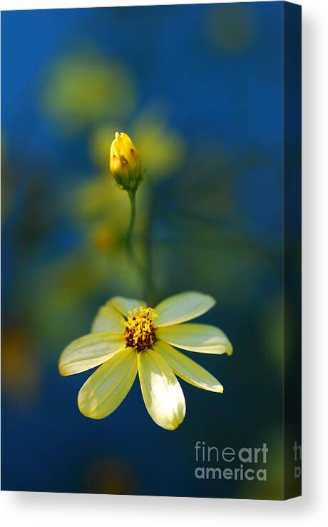 Macro Canvas Print featuring the photograph Summer by Catherine Lau