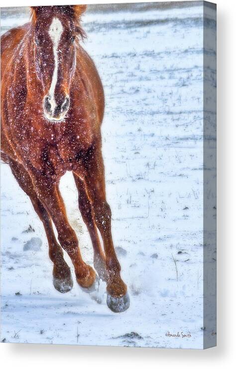 Snow Canvas Print featuring the photograph Sundancing in the Snow by Amanda Smith