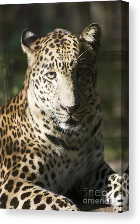 Sundari Canvas Print featuring the photograph Sundari by John Greco