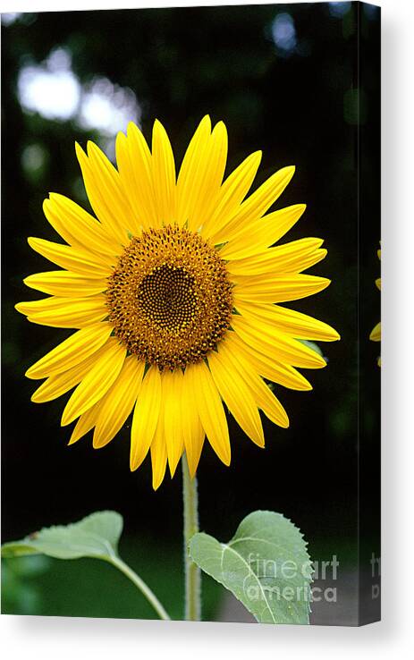 Plant Canvas Print featuring the photograph Sunflower by Gregory G. Dimijian