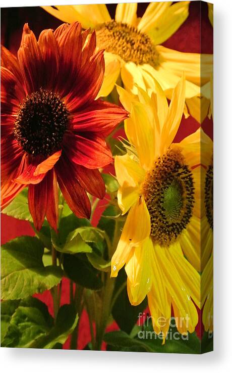  Canvas Print featuring the photograph Sunflowers by Sharron Cuthbertson