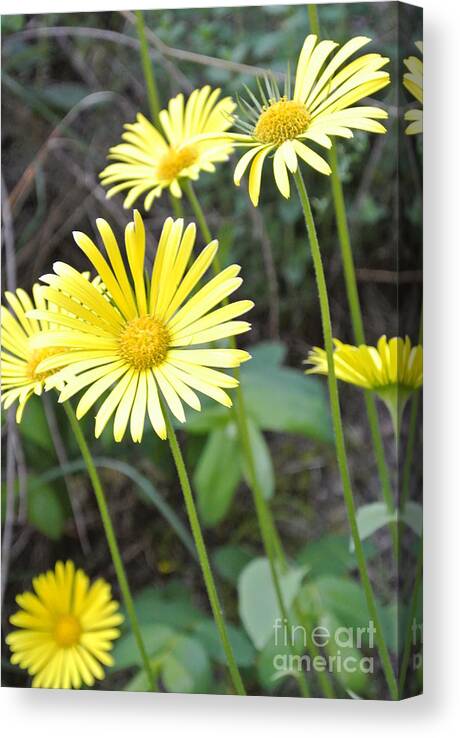  Canvas Print featuring the photograph Sunny Yellow by Sharron Cuthbertson