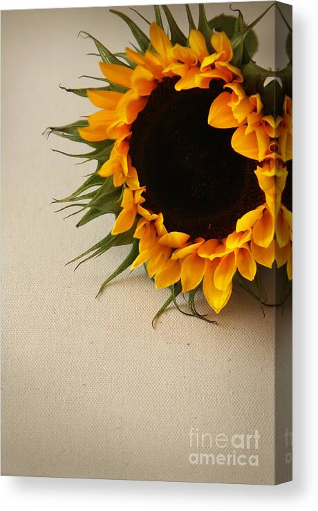 Sunflower Canvas Print featuring the photograph Sunshine by Eden Baed
