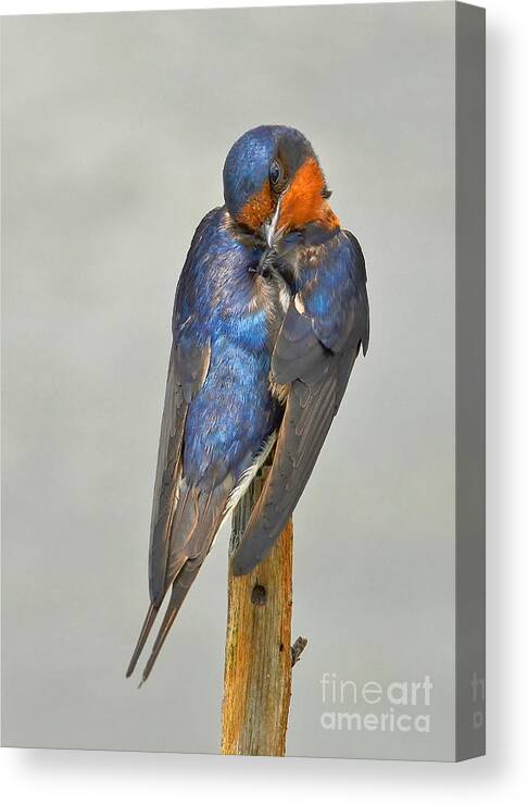 Swallow Canvas Print featuring the photograph Swallow by Kathy Baccari