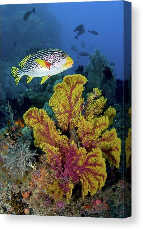 Animal Canvas Print featuring the photograph Sweetlip Fish Swims Over Gorgonian by Jaynes Gallery