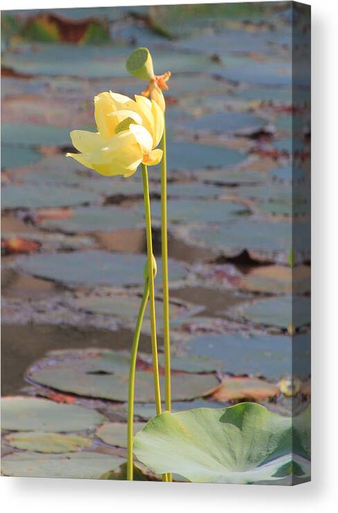 Flower Canvas Print featuring the photograph Tall and Golden by Rosalie Scanlon