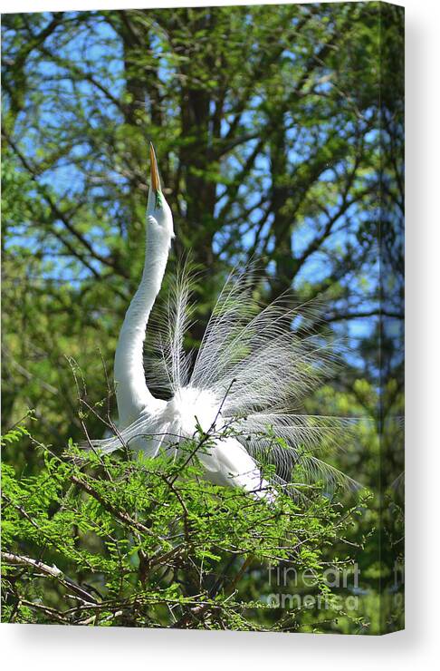 Egret Canvas Print featuring the photograph The Big Stretch by Kathy Baccari