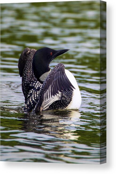 Bird Canvas Print featuring the photograph The Common Loon by Bill and Linda Tiepelman